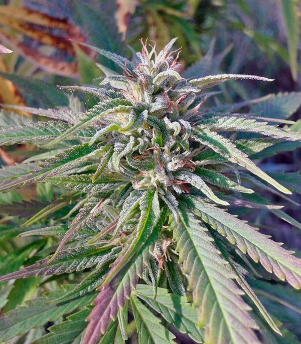 Семена сорта Bubba Kush (GHS) — изображение 5