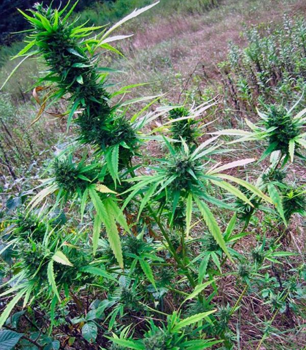 Семена сорта Bubba Kush (GHS) — изображение 6