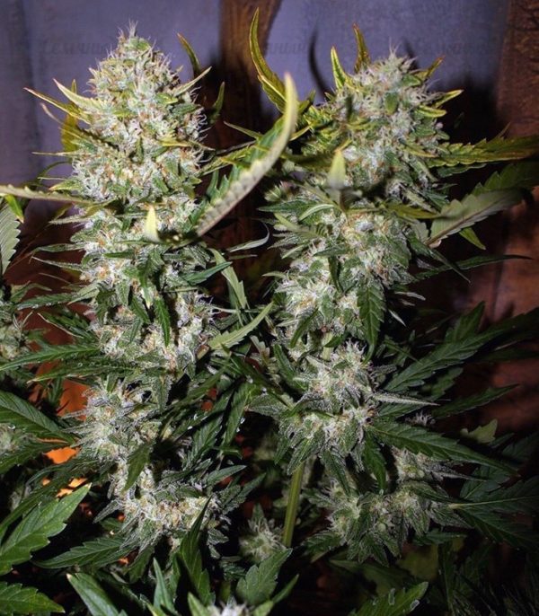 Семена сорта TNT Kush (Eva Seeds) — изображение 6