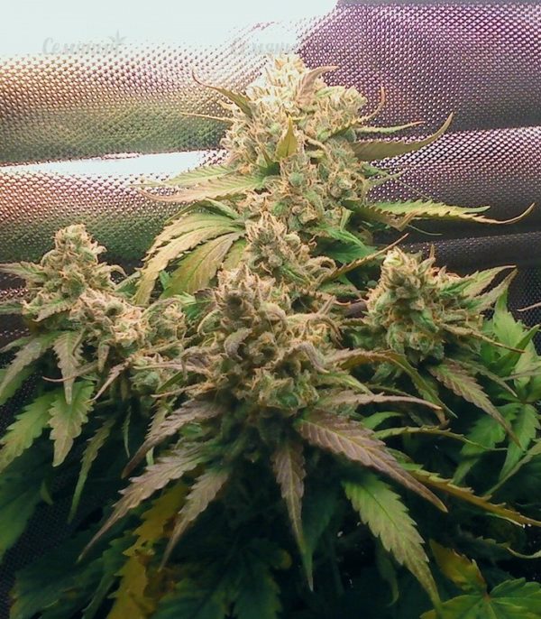 Семена сорта TNT Kush (Eva Seeds) — изображение 7