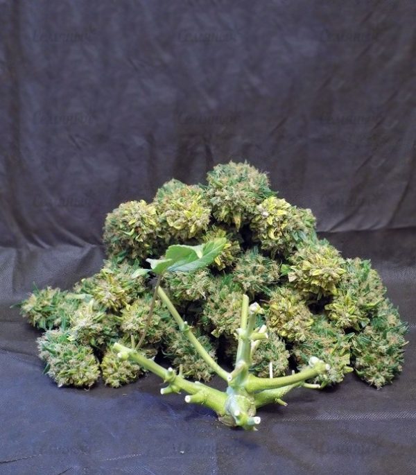 Семена сорта TNT Kush (Eva Seeds) — изображение 9