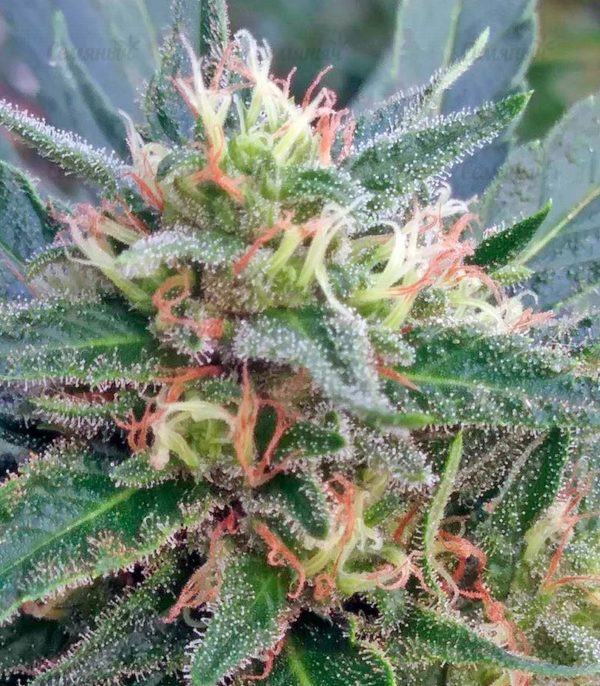 Семена сорта Auto Super Hash (Pyramid Seeds) — изображение 4