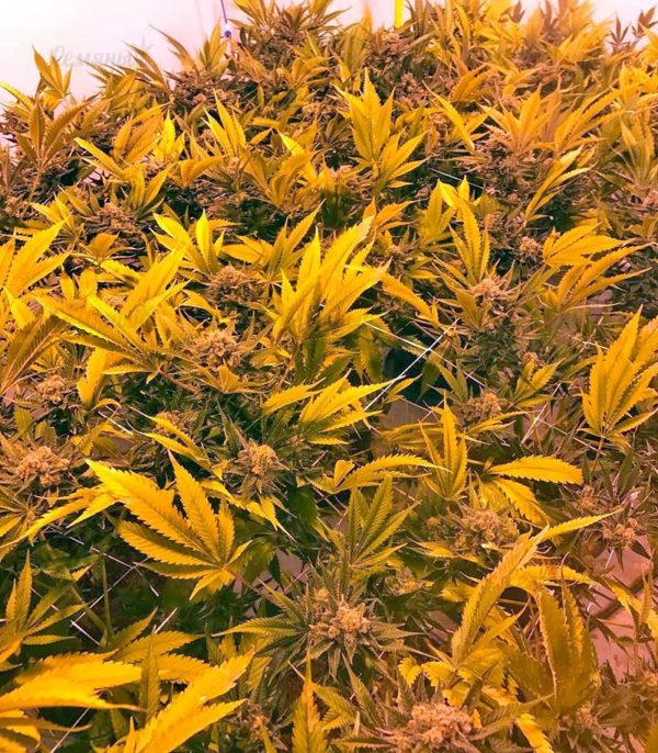 Семена сорта Auto Super Hash (Pyramid Seeds) — изображение 5