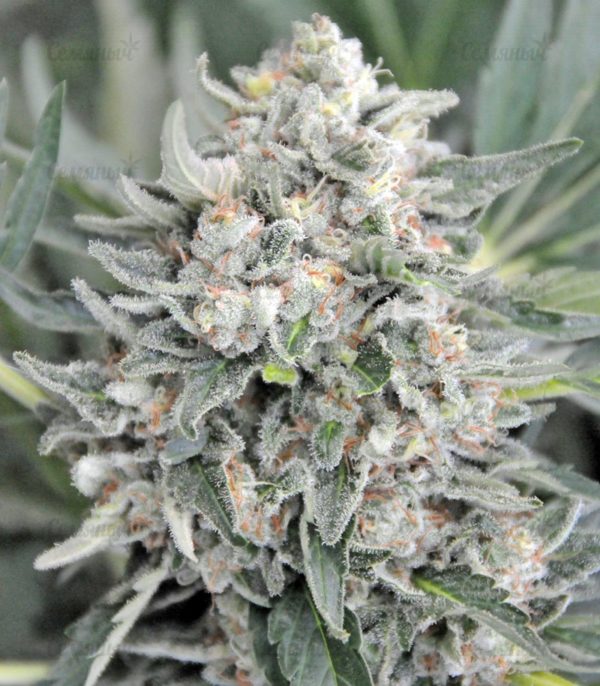 Семена сорта Auto Super Hash (Pyramid Seeds) — изображение 6