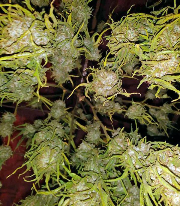 Семена сорта Auto Super Hash (Pyramid Seeds) — изображение 7