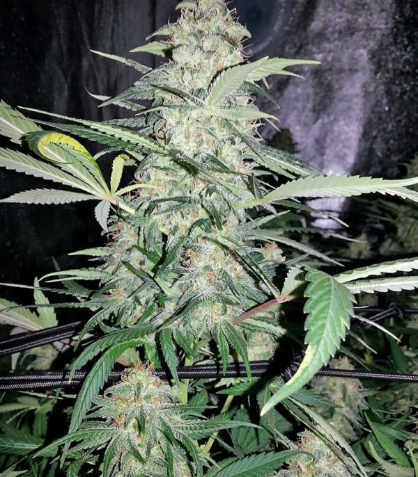 Семена сорта Alpujarrena (Pyramid Seeds) — изображение 4