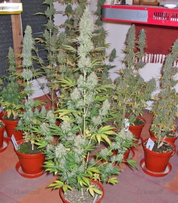 Семена сорта Alpujarrena (Pyramid Seeds) — изображение 5