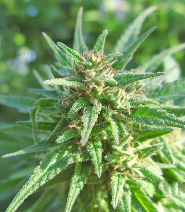 Семена сорта Alpujarrena (Pyramid Seeds) — изображение 6