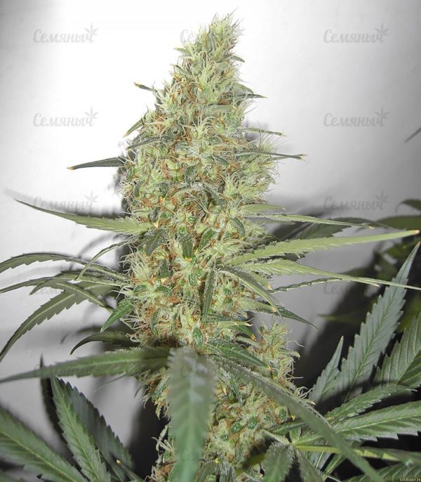 Семена сорта Alpujarrena (Pyramid Seeds) — изображение 8