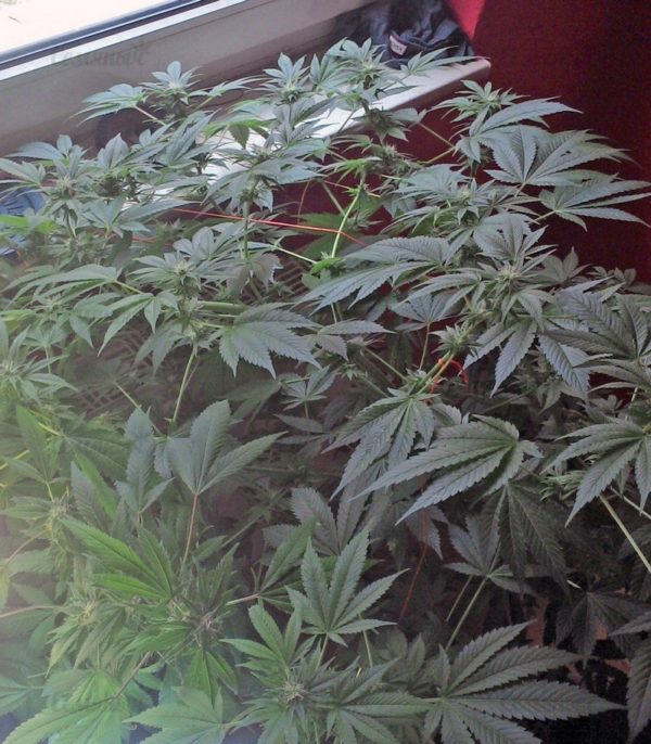 Семена сорта Waist Deep Auto (Heavyweight Seeds) — изображение 4