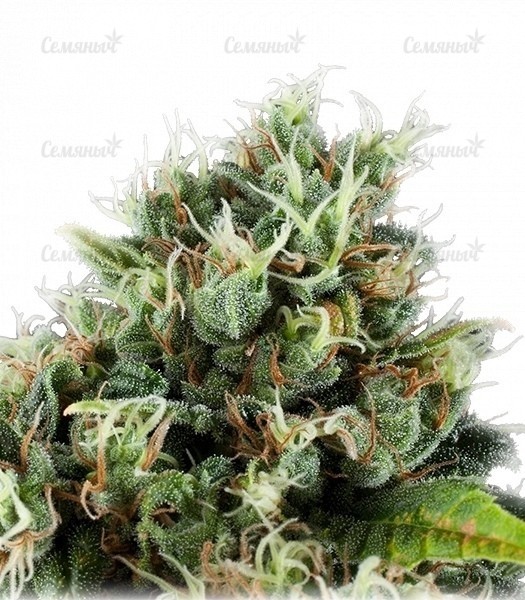 Семена сорта Waist Deep Auto (Heavyweight Seeds) — изображение 5