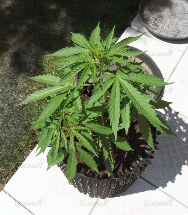 Семена сорта Devil Cream Auto (Sweet Seeds) — изображение 3