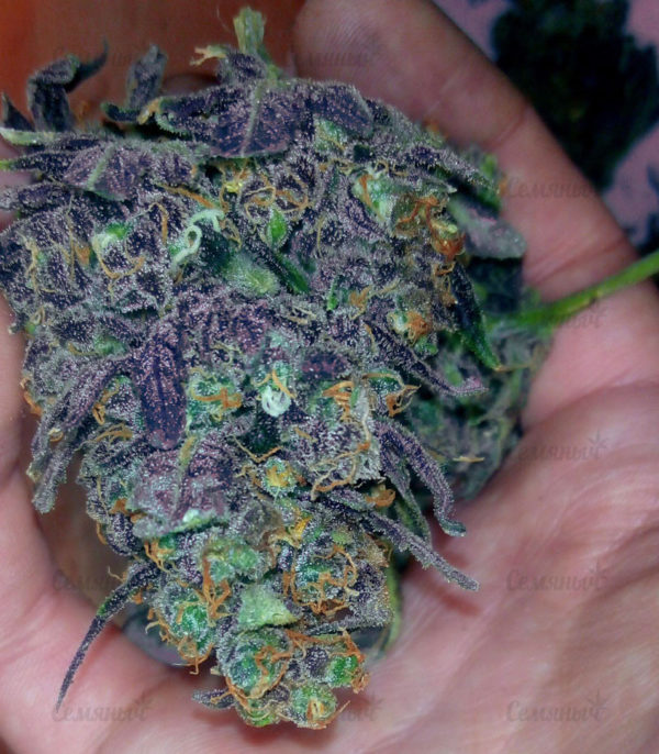 Семена сорта Devil Cream Auto (Sweet Seeds) — изображение 4