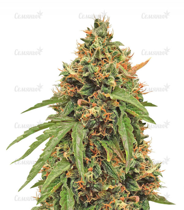 Семена сорта Devil Cream Auto (Sweet Seeds)