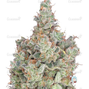 Семена сорта Cheese XXL Autoflowering (Dinafem Seeds)