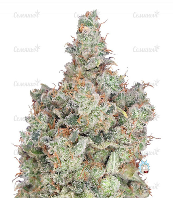 Семена сорта Cheese XXL Autoflowering (Dinafem Seeds)