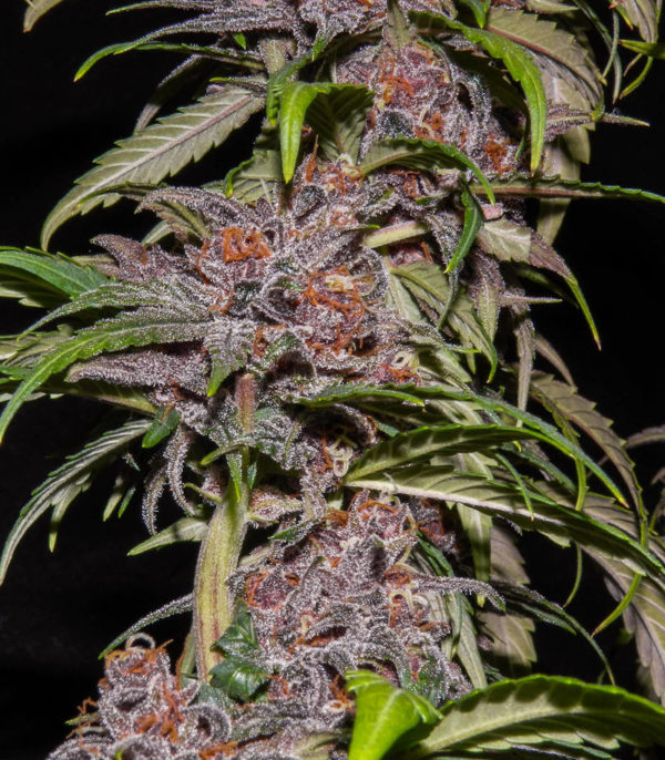Семена сорта Red Poison Auto (Sweet Seeds) — изображение 6