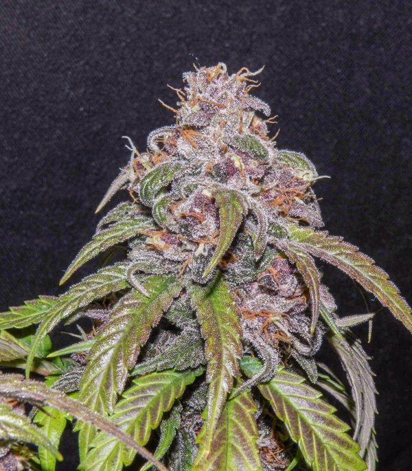 Семена сорта Red Poison Auto (Sweet Seeds) — изображение 5