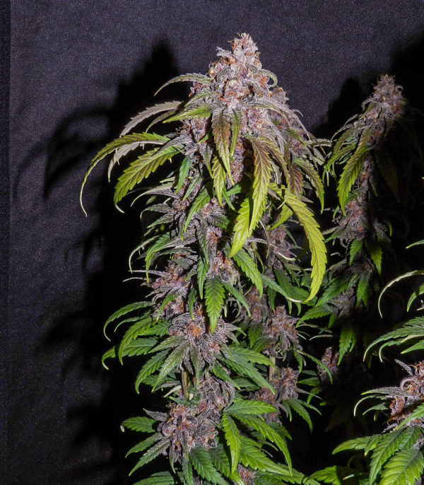 Семена сорта Red Poison Auto (Sweet Seeds) — изображение 4
