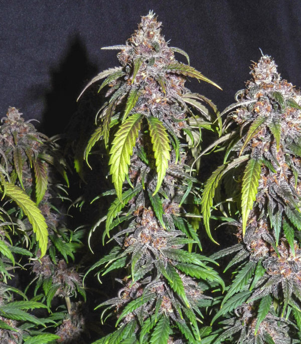 Семена сорта Red Poison Auto (Sweet Seeds) — изображение 2