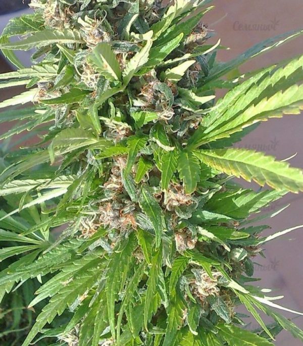 Семена сорта Red Poison Auto (Sweet Seeds) — изображение 3