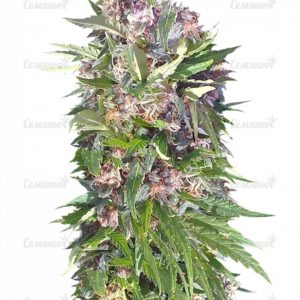 Семена сорта Red Poison Auto (Sweet Seeds)