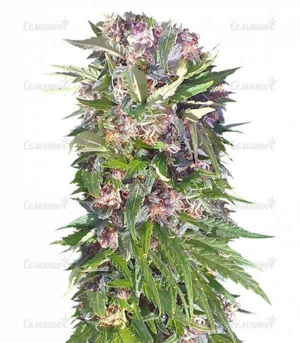 Семена сорта Red Poison Auto (Sweet Seeds)