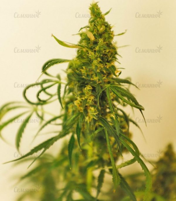 Семена сорта Northern Light (Victory Seeds) — изображение 4