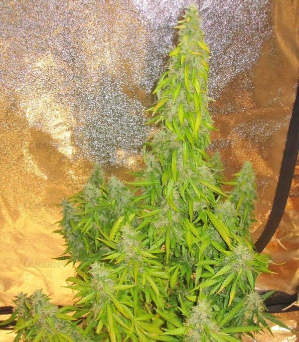 Семена сорта Northern Light (Victory Seeds) — изображение 5