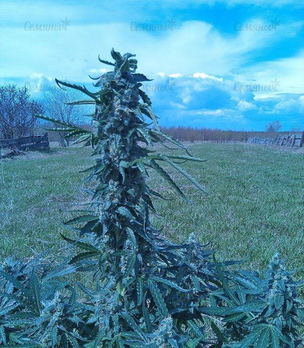 Семена сорта Northern Light (Victory Seeds) — изображение 6