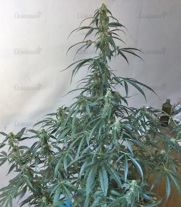 Семена сорта Northern Light (Victory Seeds) — изображение 7