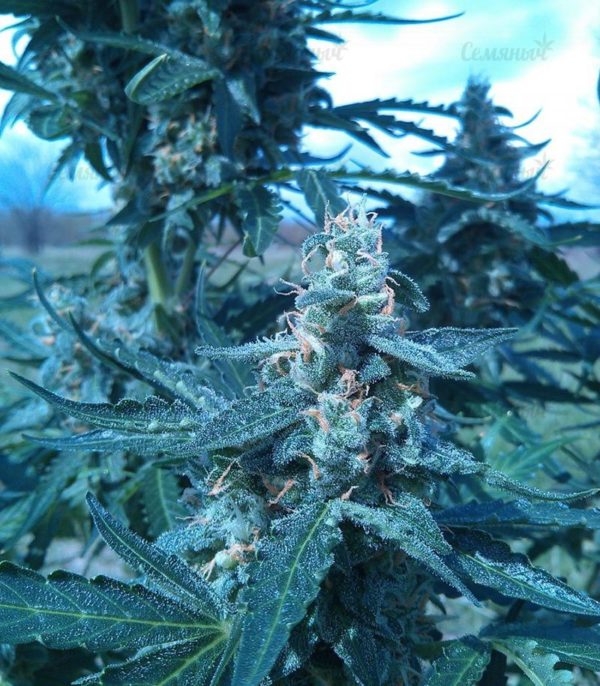 Семена сорта Northern Light (Victory Seeds) — изображение 8