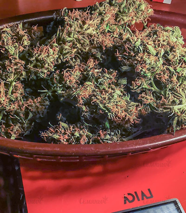 Семена сорта Jack Hammer (Jack Herer) — изображение 5