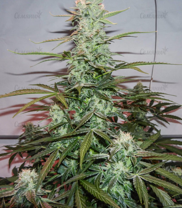 Семена сорта Jack Hammer (Jack Herer) — изображение 2