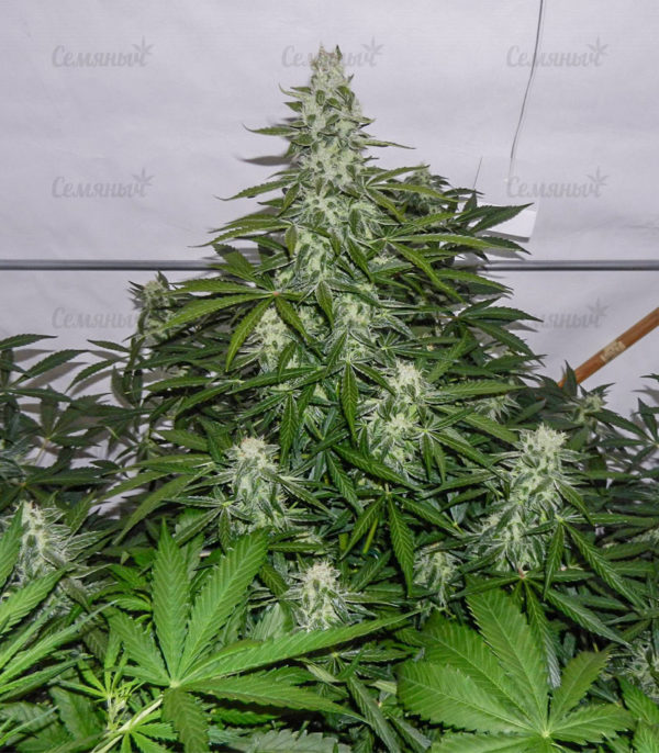 Семена сорта Jack Hammer (Jack Herer) — изображение 4