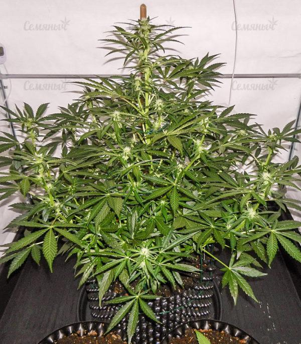 Семена сорта Jack Hammer (Jack Herer) — изображение 3