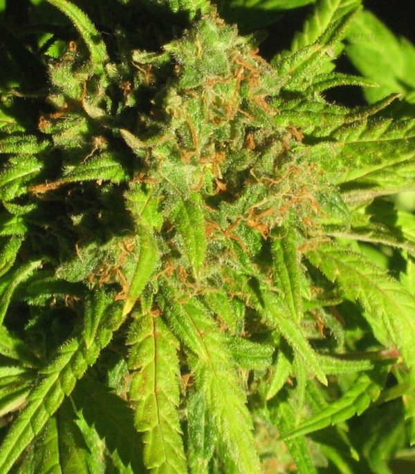 Семена сорта CBD Auto Charlotte’s Angel (Dutch Passion) — изображение 5