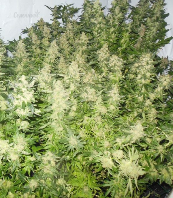 Семена сорта Dark Devil Auto (Sweet Seeds) — изображение 5