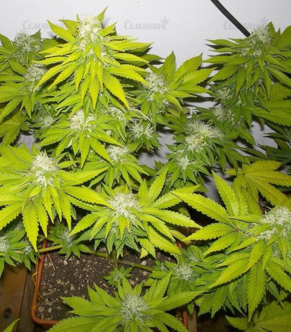 Семена сорта Amnesia Lemon (Barney's Farm) — изображение 4