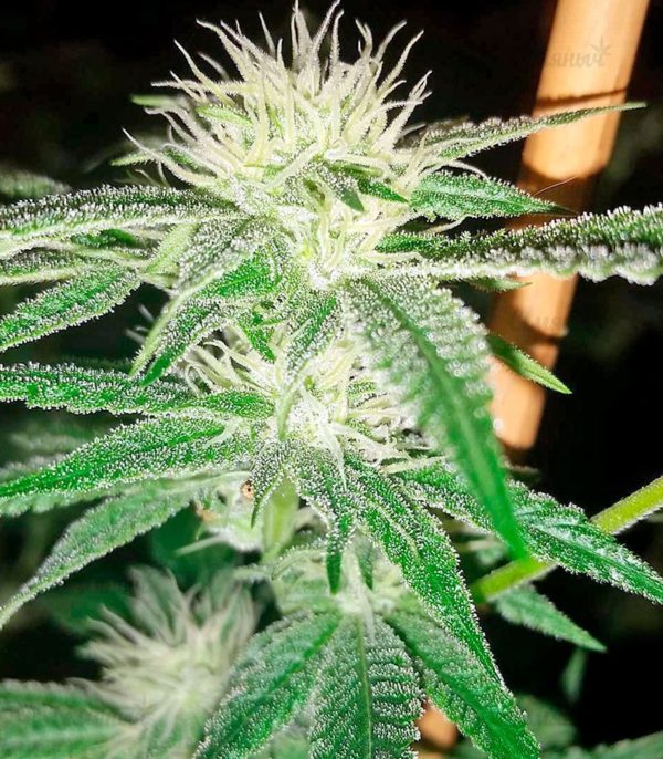 Семена сорта Acapulco Gold (Barney's Farm) — изображение 3