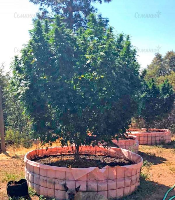 Семена сорта Acapulco Gold (Barney's Farm) — изображение 4