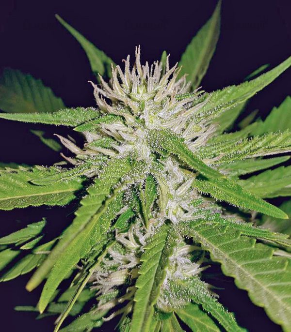 Семена сорта Acapulco Gold (Barney's Farm) — изображение 5