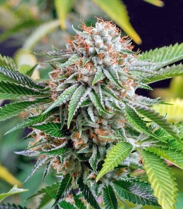 Семена сорта Acapulco Gold (Barney's Farm) — изображение 6