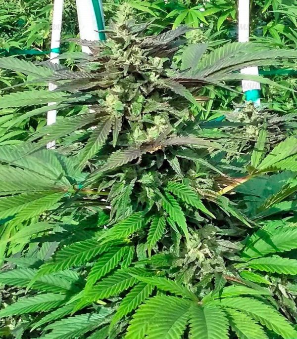 Семена сорта Acapulco Gold (Barney's Farm) — изображение 7