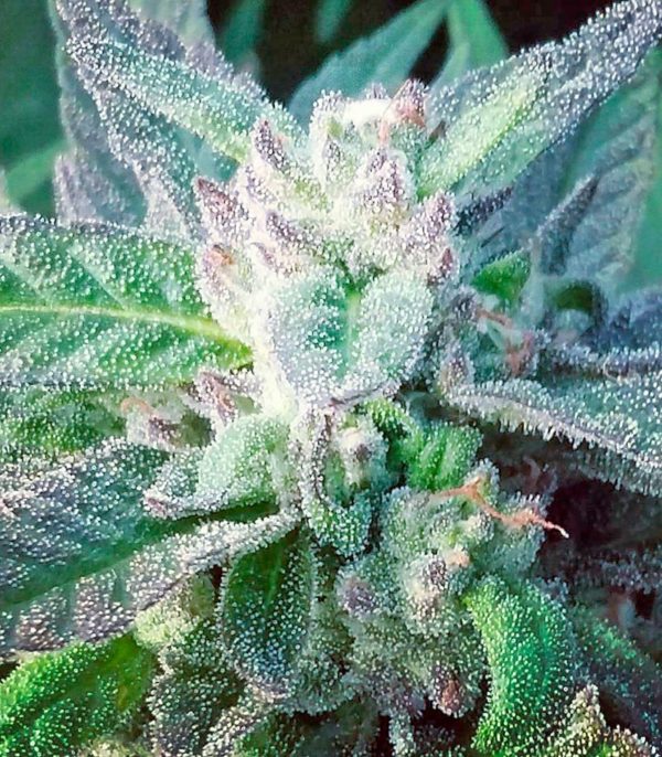 Семена сорта Acapulco Gold (Barney's Farm) — изображение 8