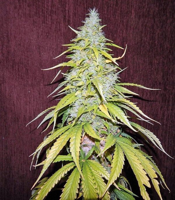 Семена сорта Pineapple Chunk (Barney's Farm) — изображение 3