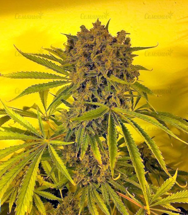 Семена сорта Pineapple Chunk (Barney's Farm) — изображение 4