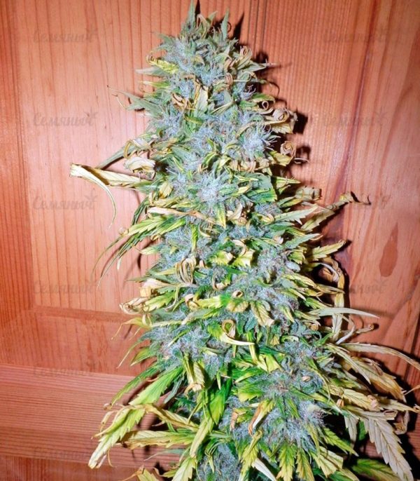 Семена сорта Pineapple Chunk (Barney's Farm) — изображение 6