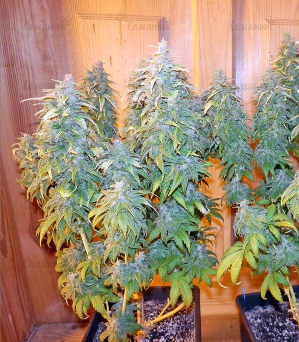 Семена сорта Pineapple Chunk (Barney's Farm) — изображение 8