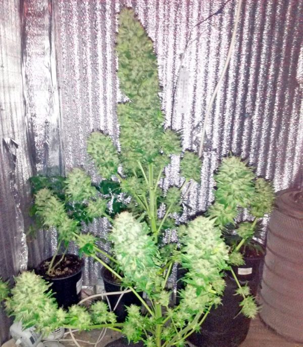 Семена сорта Pineapple Chunk (Barney's Farm) — изображение 9